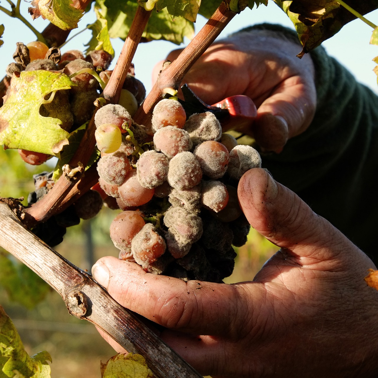 grape hands vintage free photo