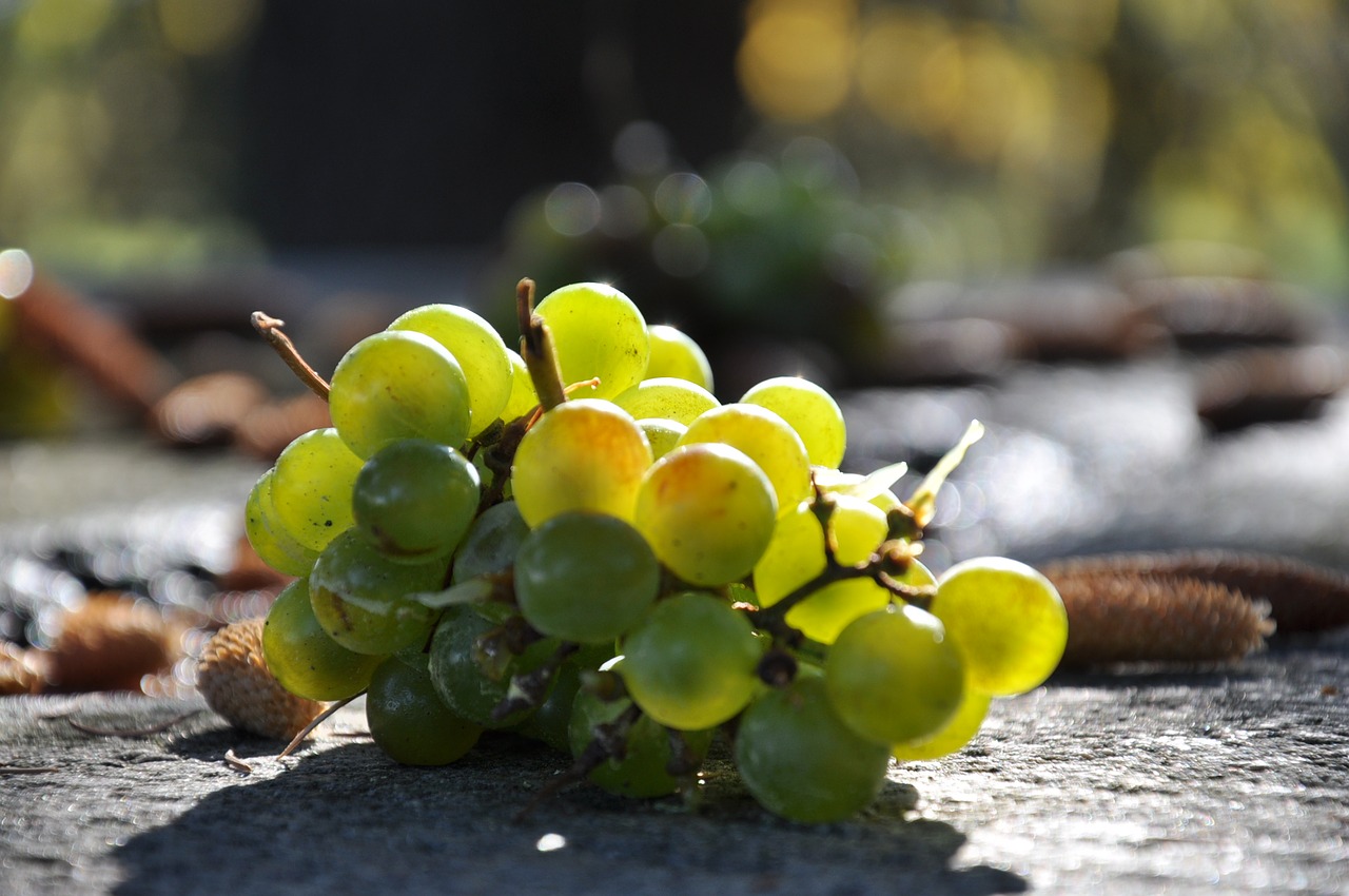 Осень солнце виноград