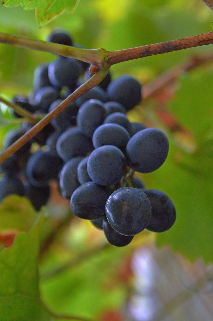 grape red grapes fruit free photo