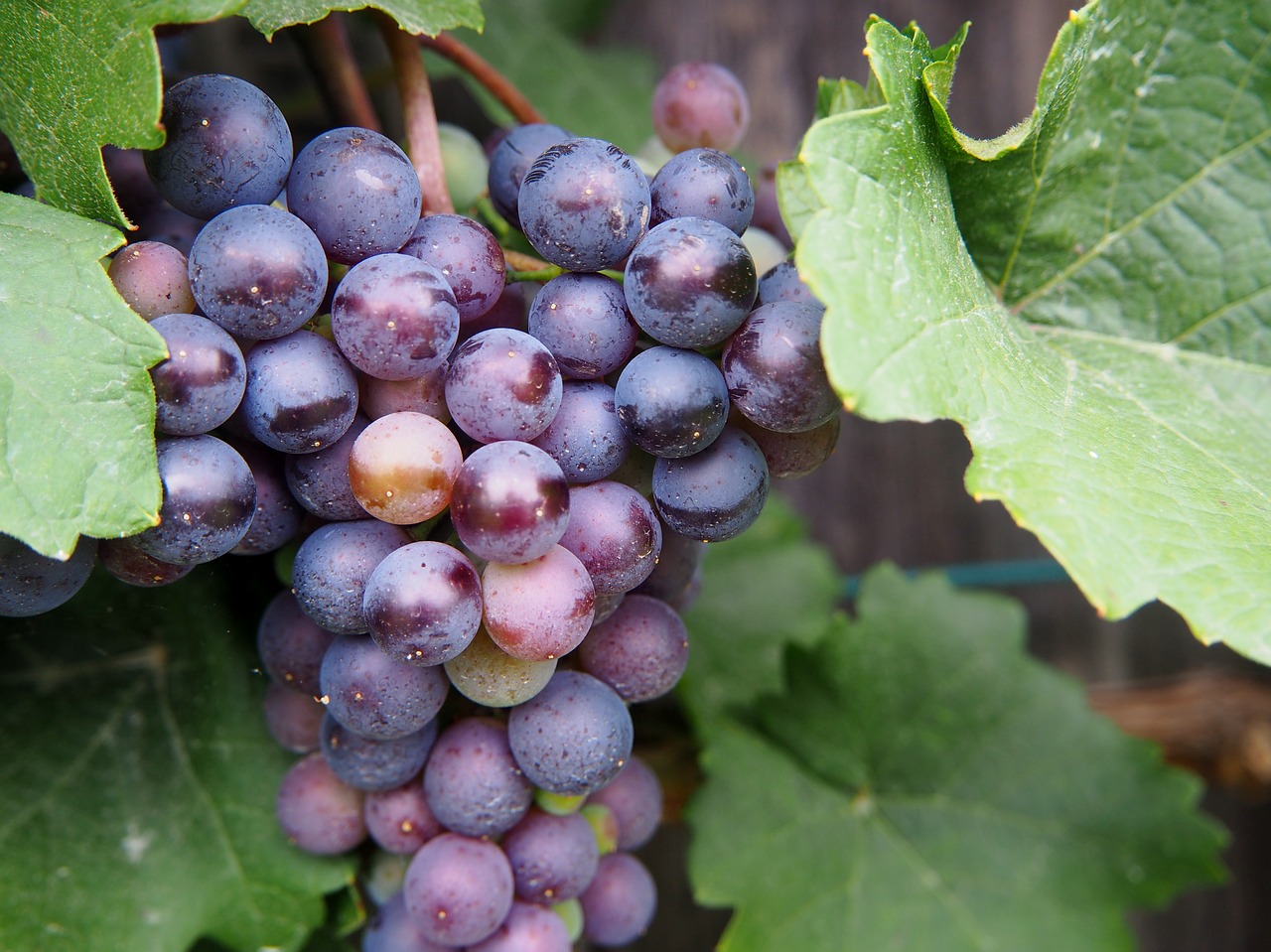 grape grapes fruit free photo