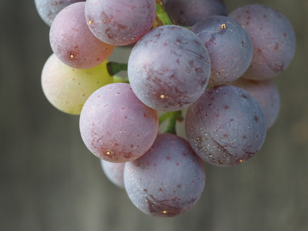 grape fruit grapes free photo