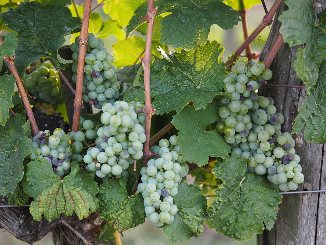 grape wine bio free photo