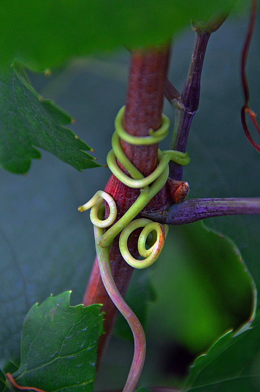 grape green grapes autumn fruit free photo