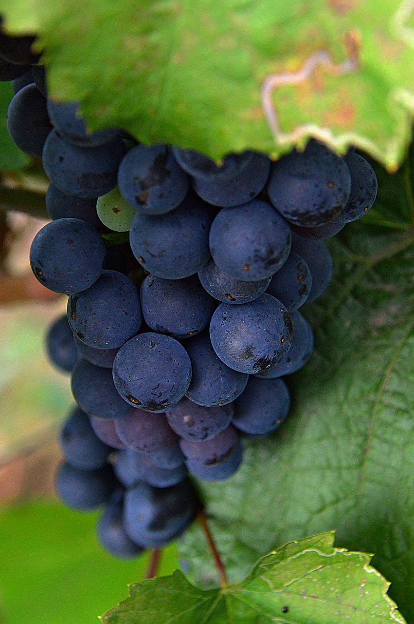 grape red grapes fruit free photo