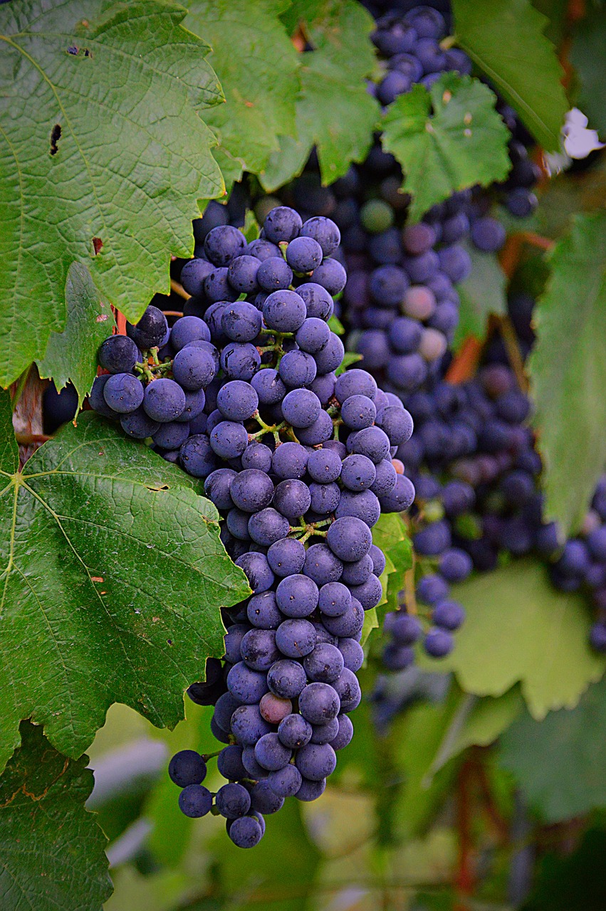 grape red grapes fruit free photo