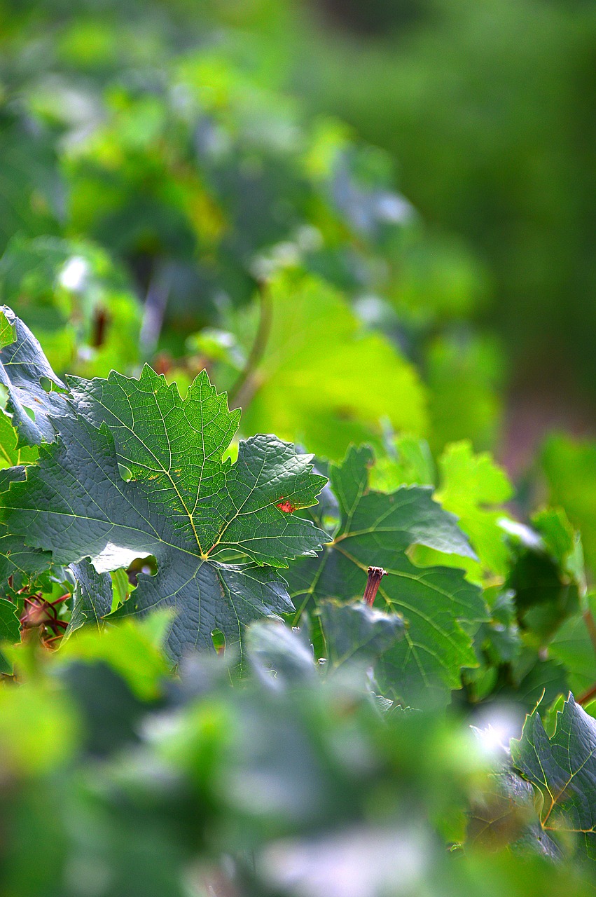 grape grape leaf green free photo