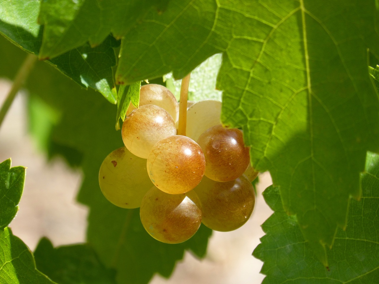grape mature seasoning free photo