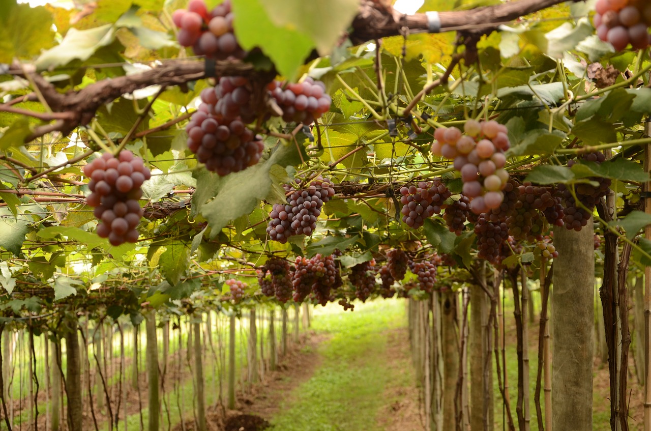 grape videira fruit free photo