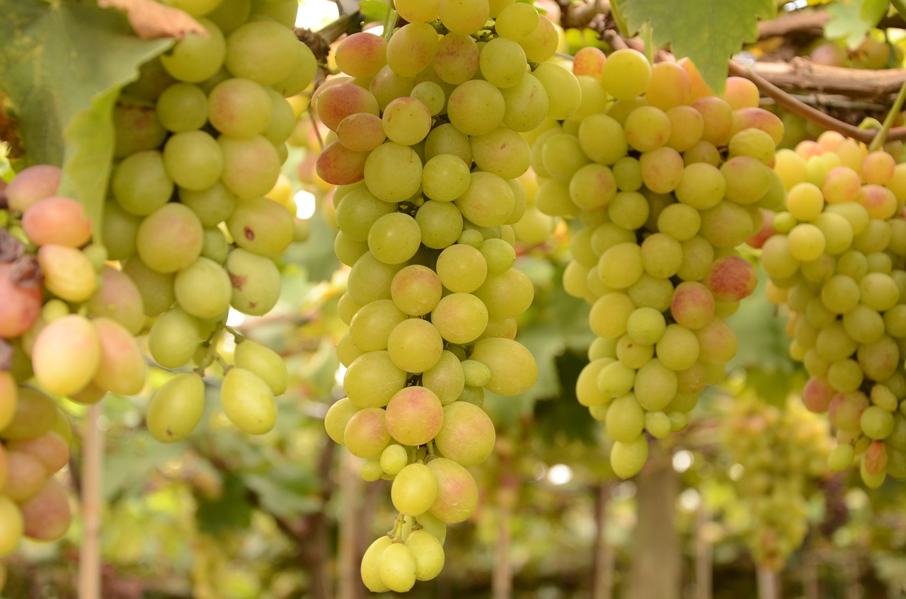grape videira fruit free photo