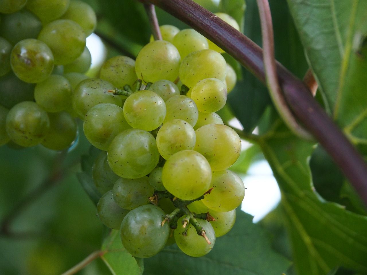 grape wine fruit free photo