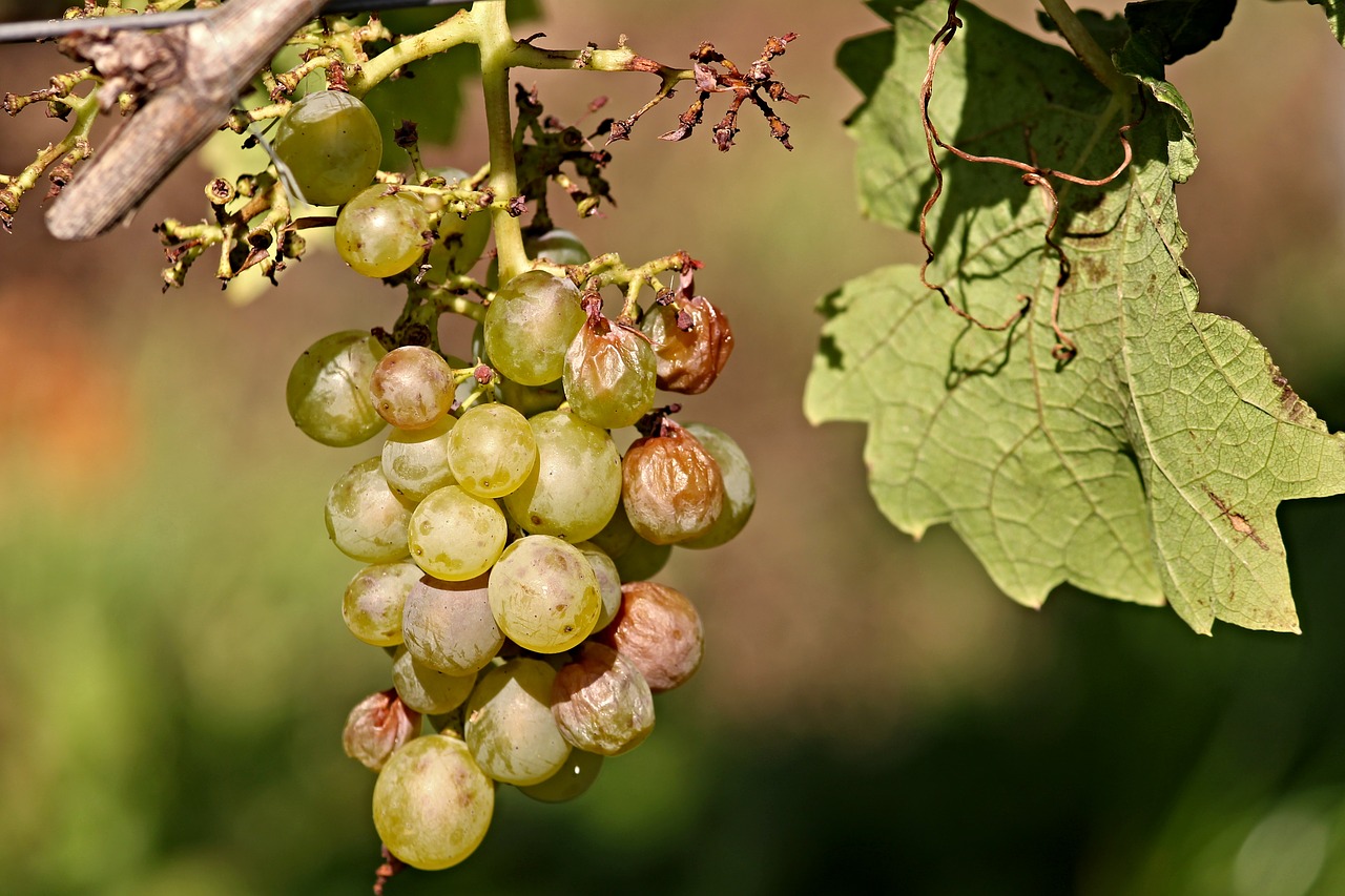 grape vine wine free photo
