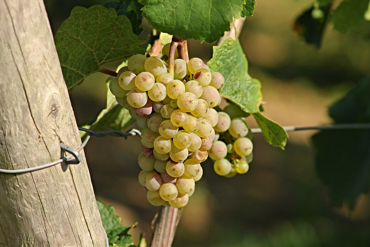 grape wine rebstock free photo