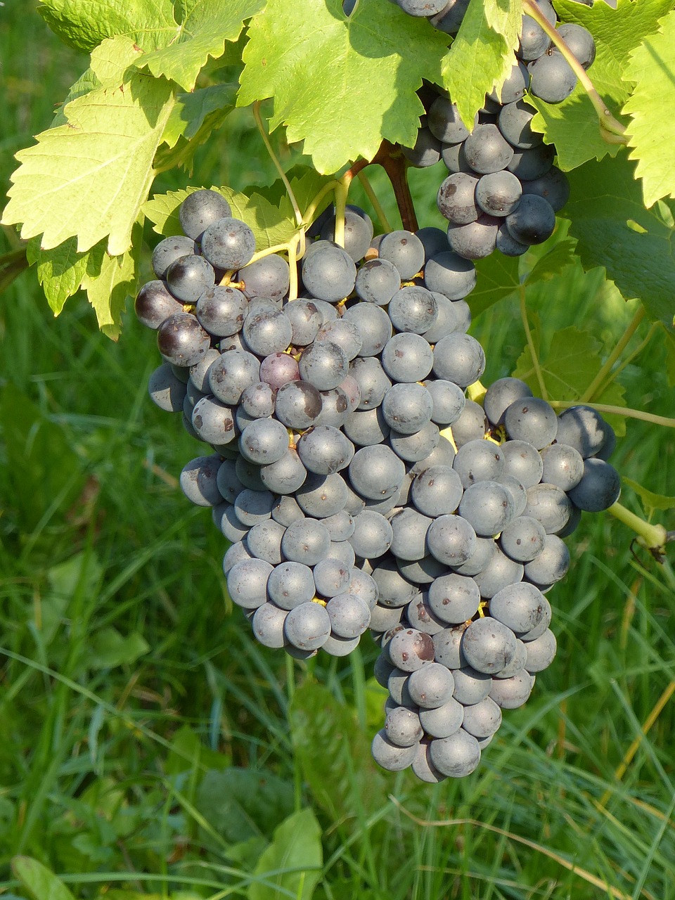grape blue autumn free photo