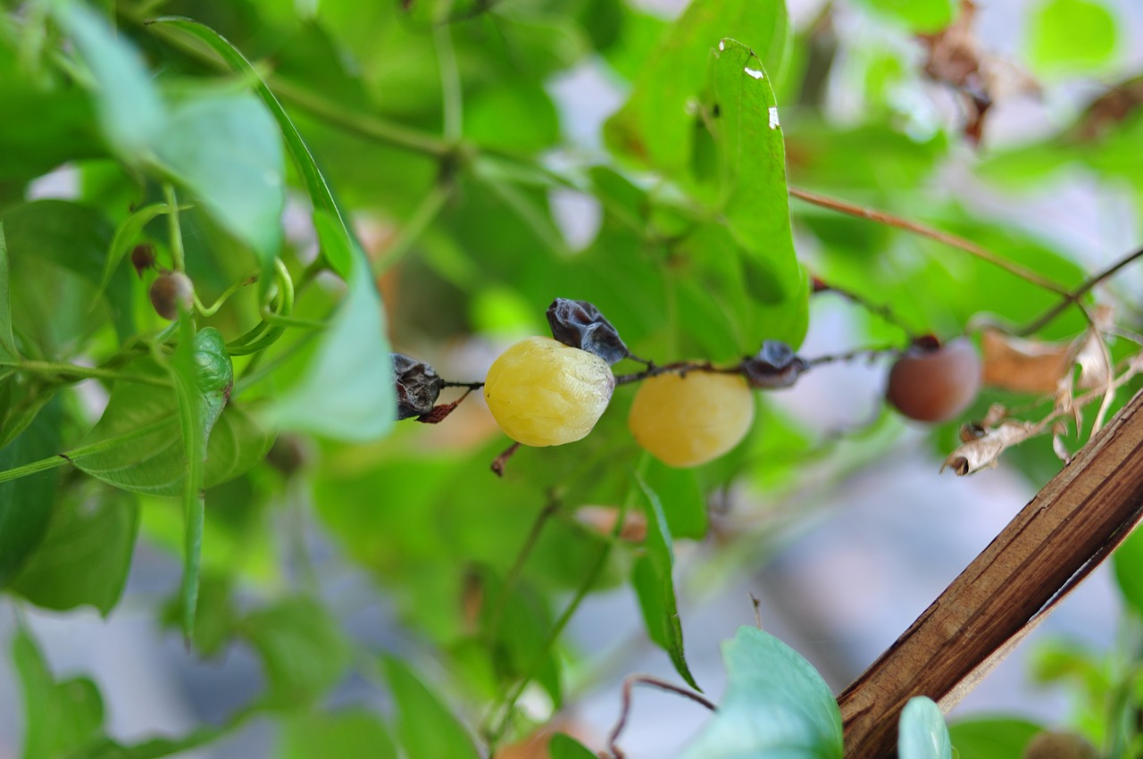 grape fruit plant free photo