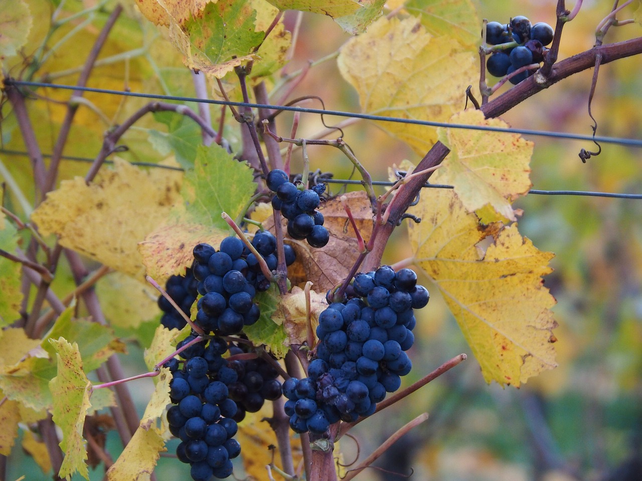 grape blue grapevine free photo