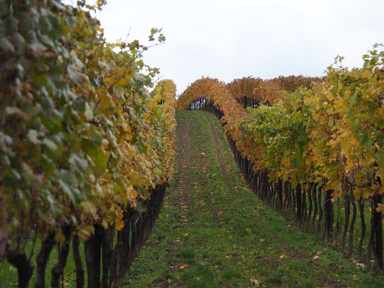 grape winegrowing grapes free photo