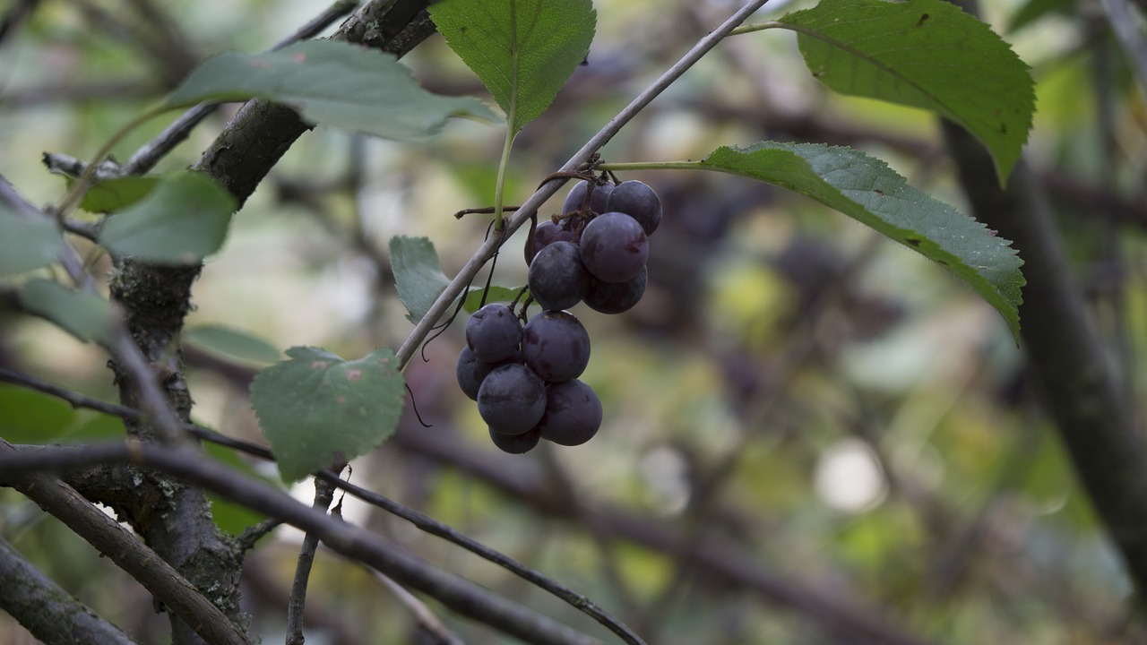 grape quincy black grape free photo