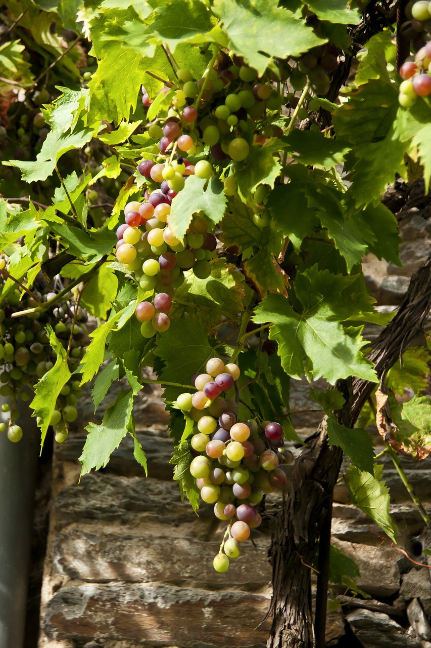 grape cluster vine free photo