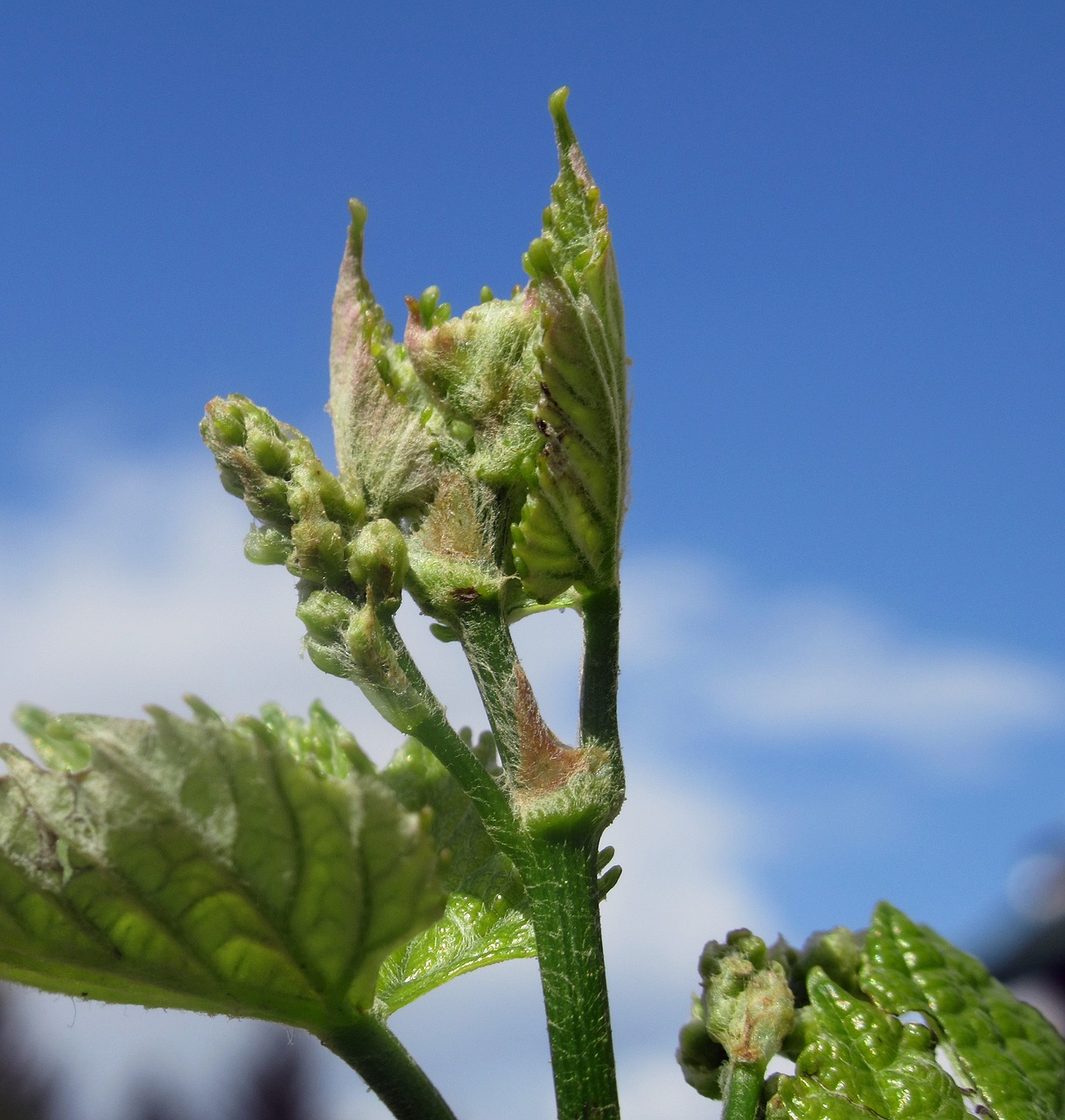 grape  plant free pictures free photo