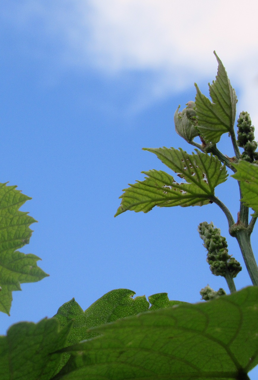 grape  foliage  plant free photo