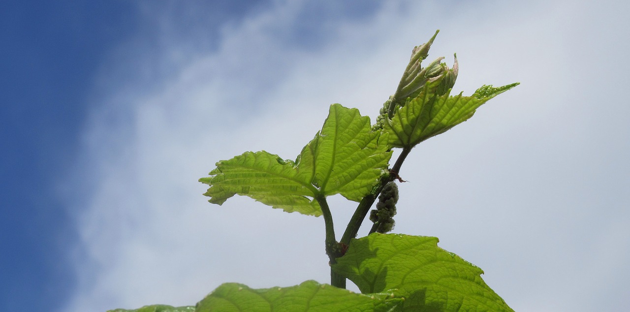 grape  foliage  nature free photo