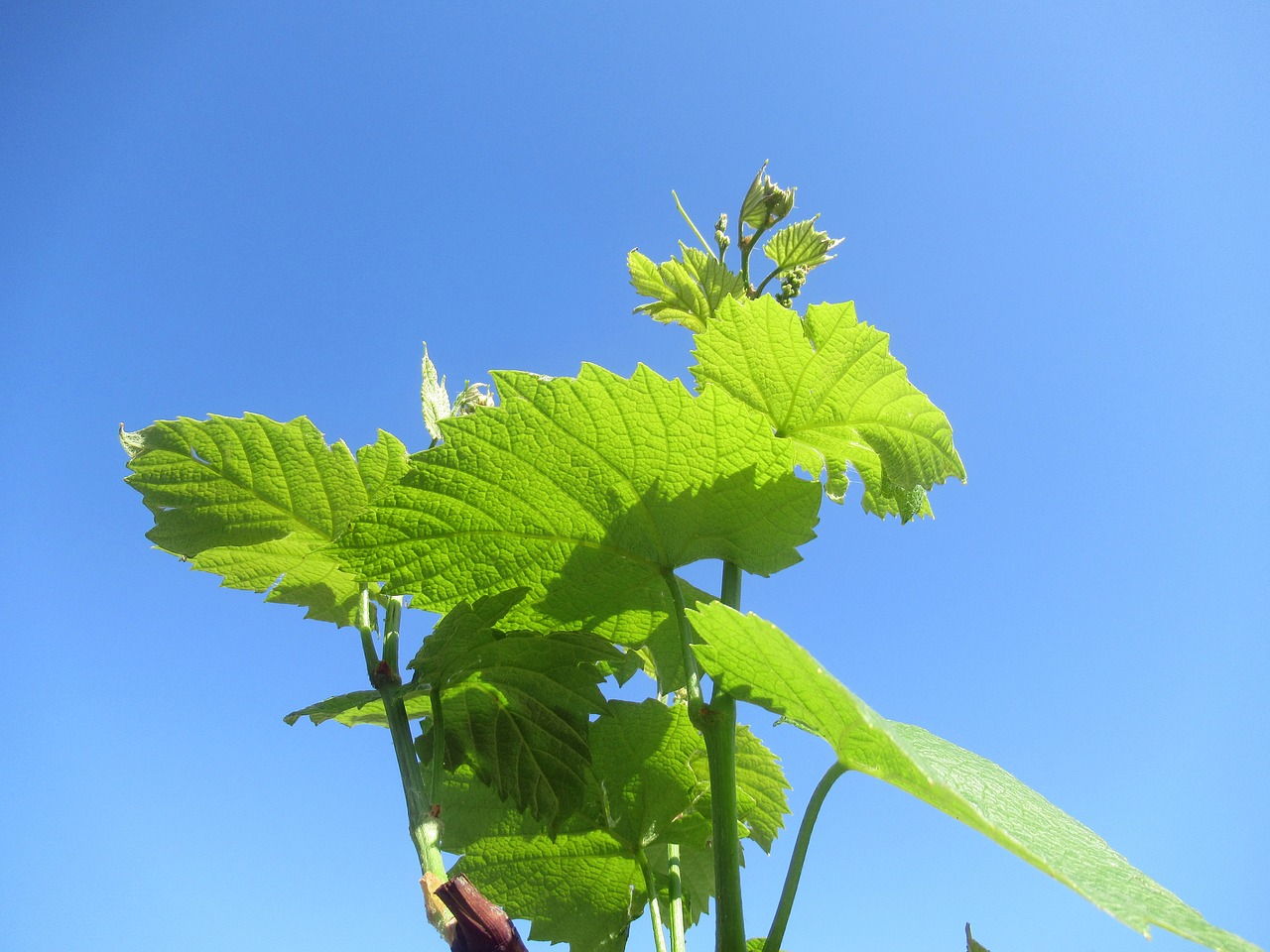 grape  foliage  plant free photo