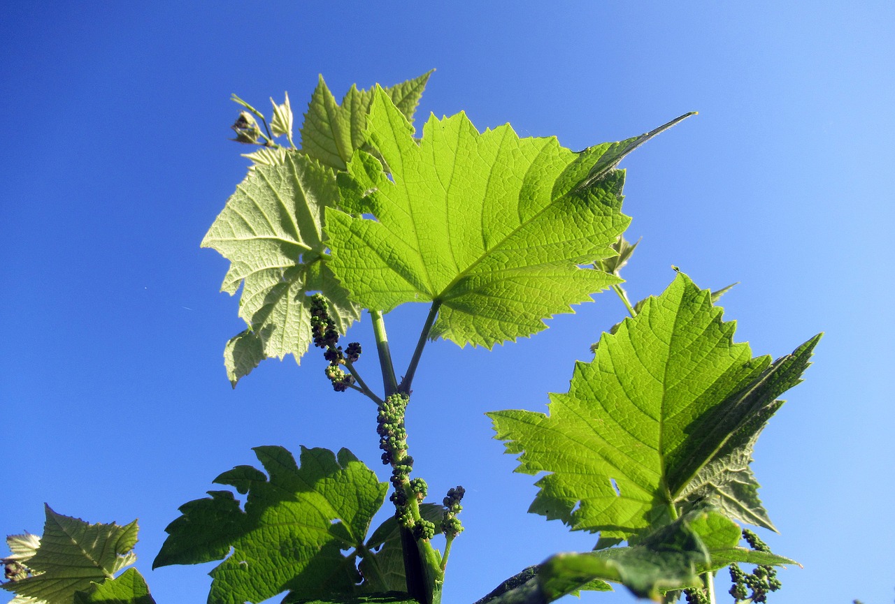 grape  foliage free pictures free photo