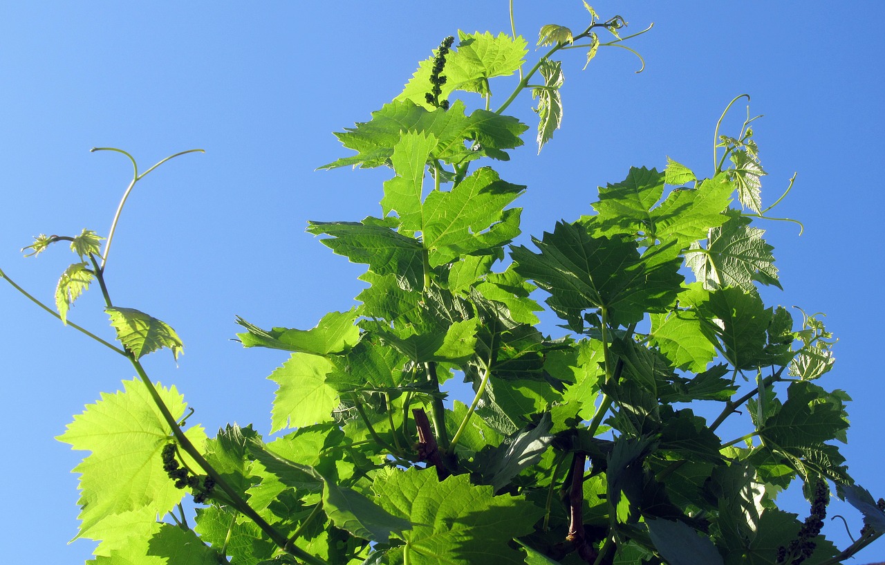 grape  foliage  plant free photo