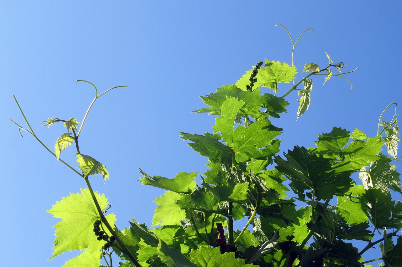 grape  foliage  plant free photo