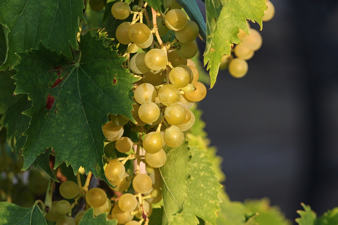 grape  grapes  vines free photo