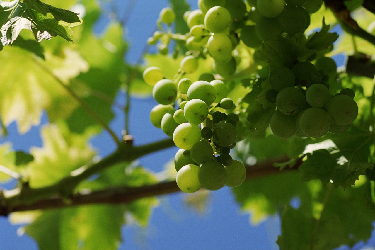 grape  grapes  tros free photo