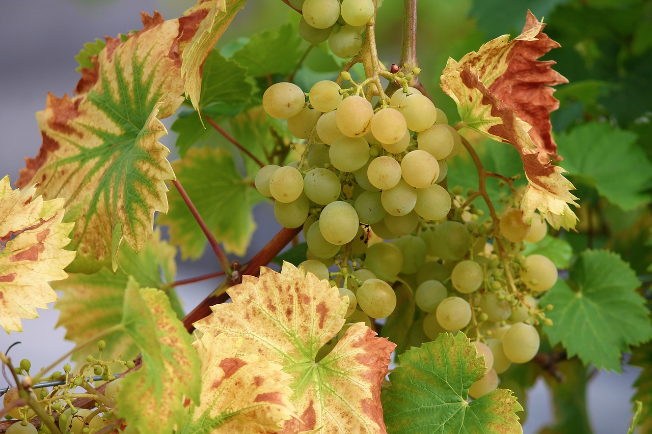 grape  vine  wine free photo