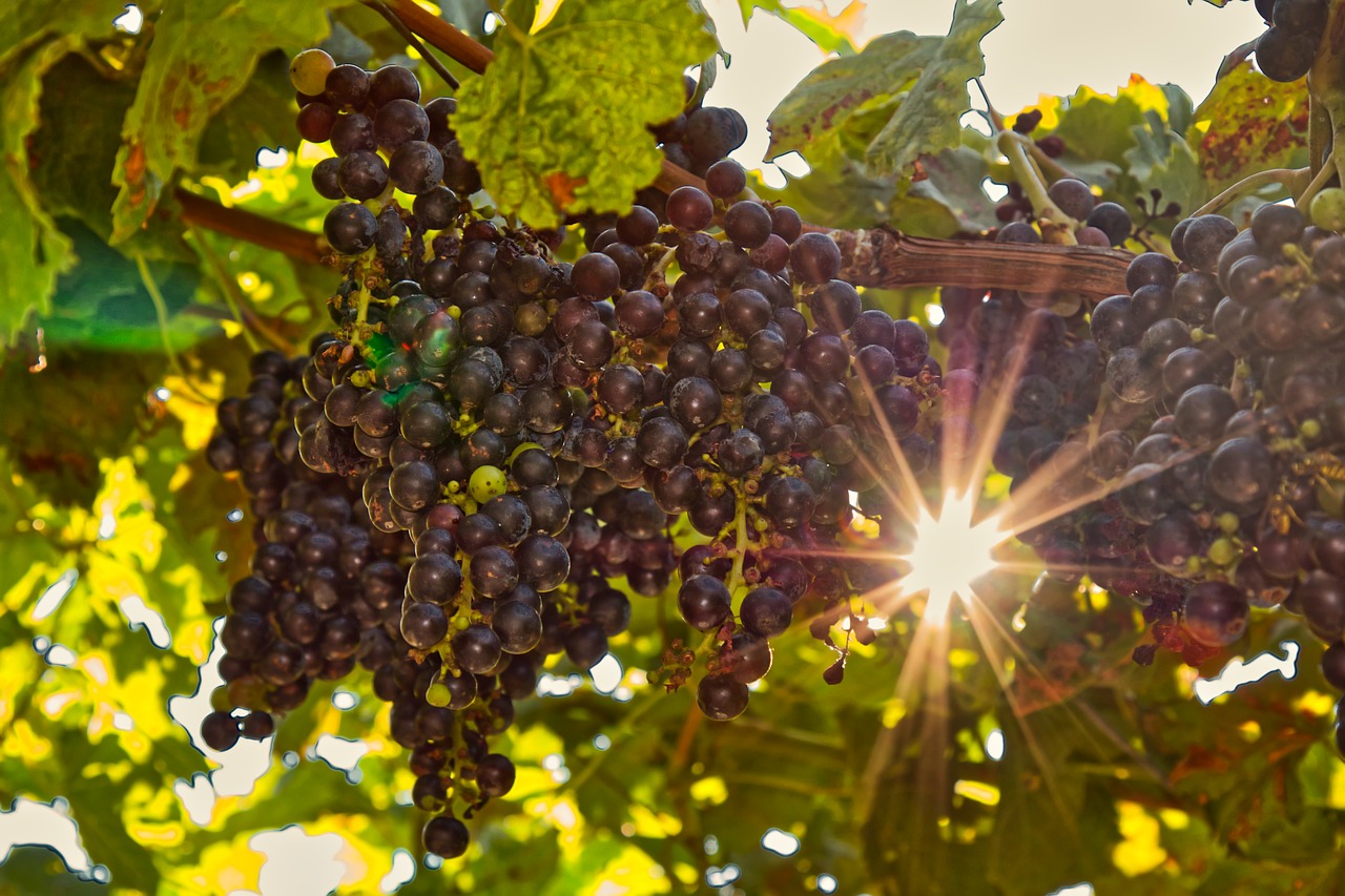 grape  grapes  vine free photo