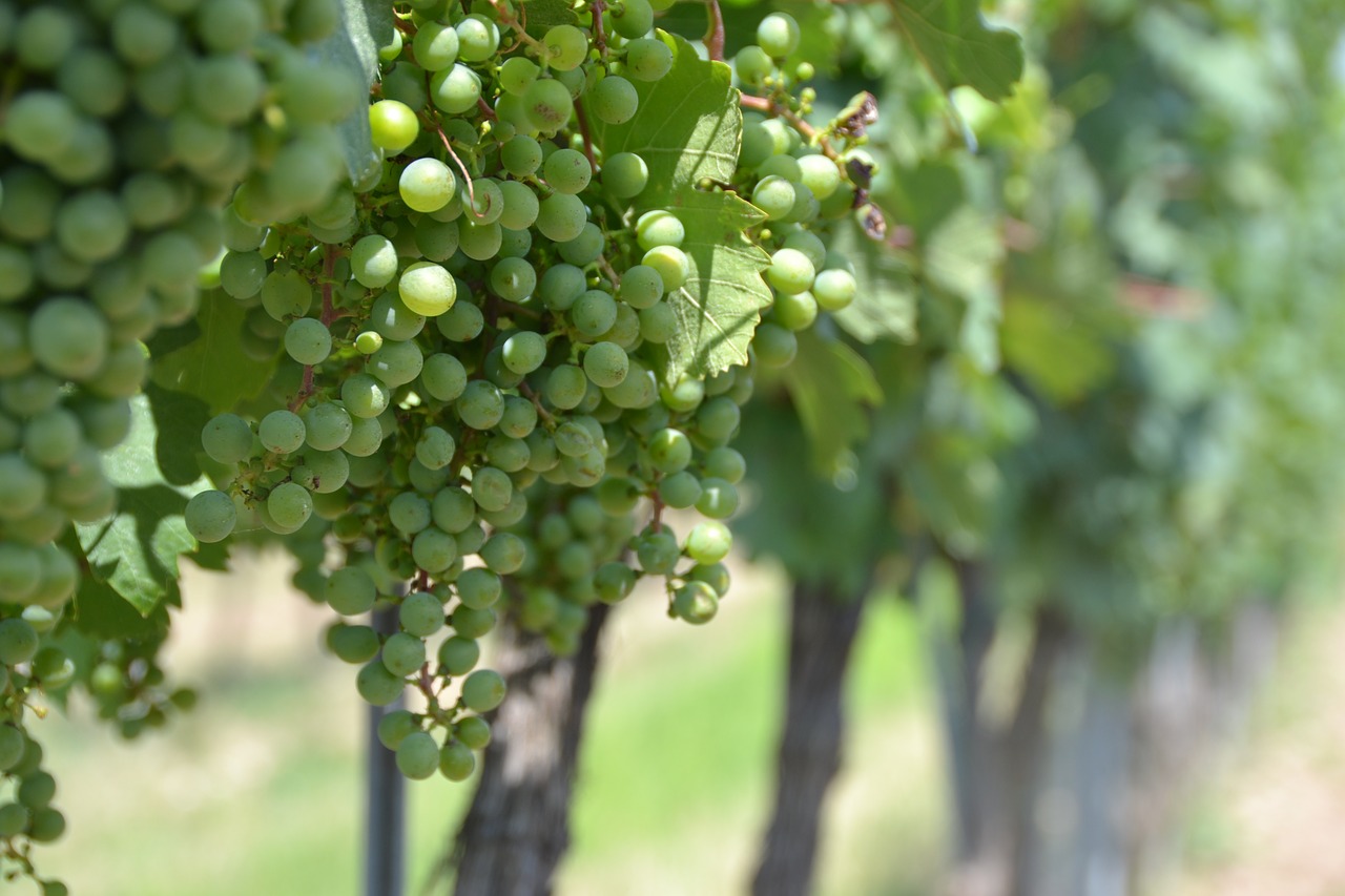 grape  vineyard  vine free photo