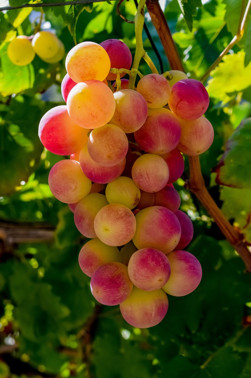 grape  vineyard  fruit free photo