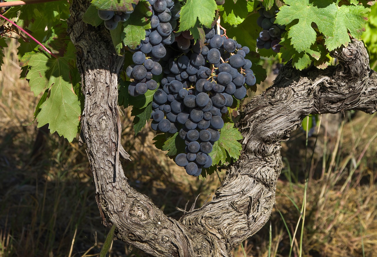 grape  cluster  vine free photo