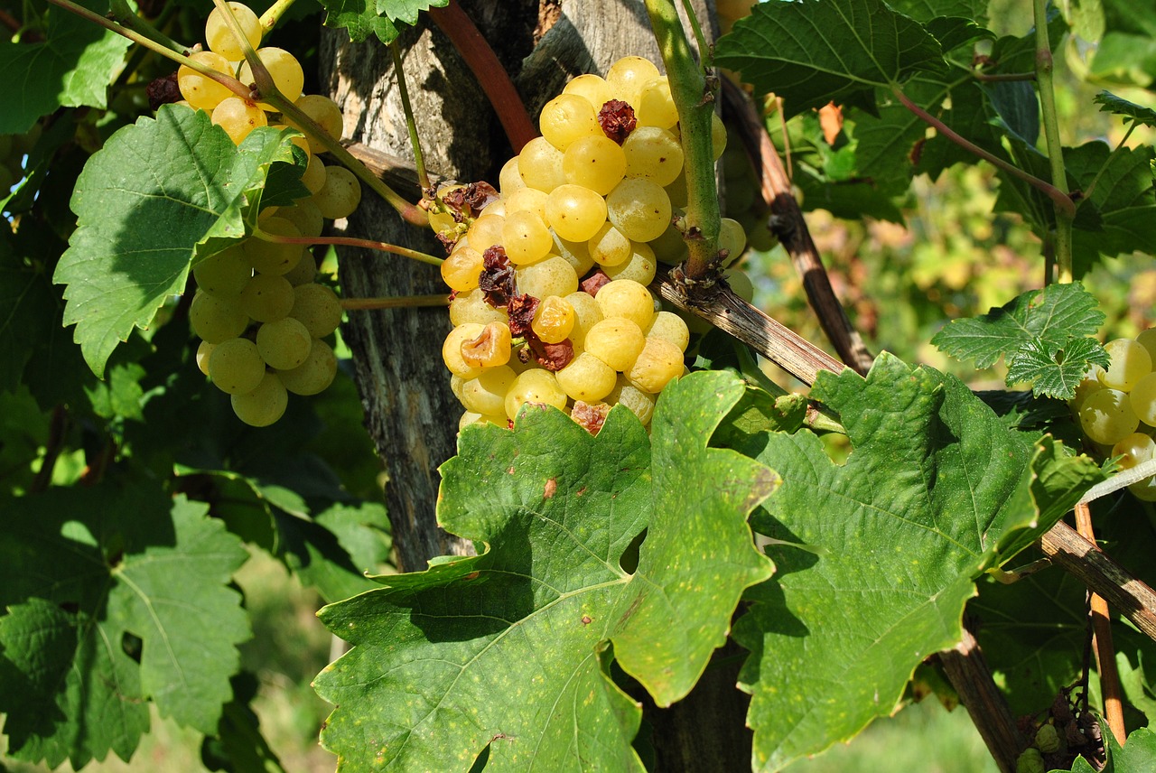 grape  kali-pool  viticulture free photo