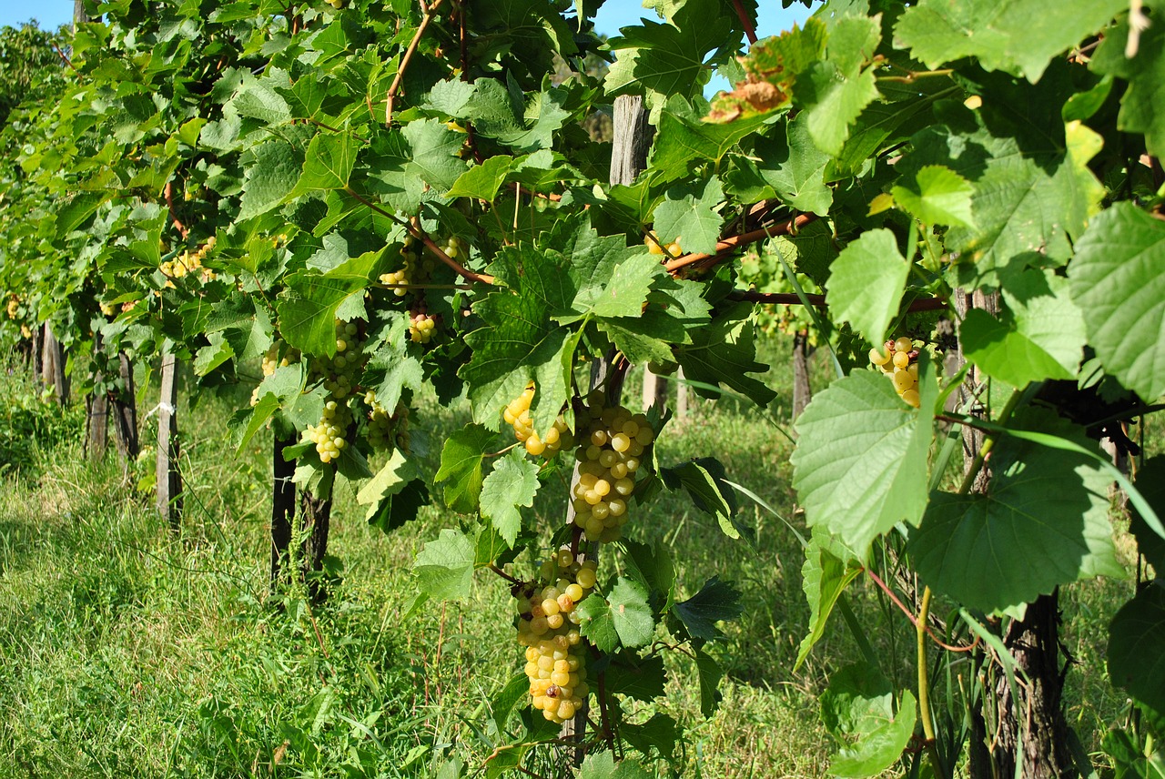 grape  grape harvest  vintage free photo