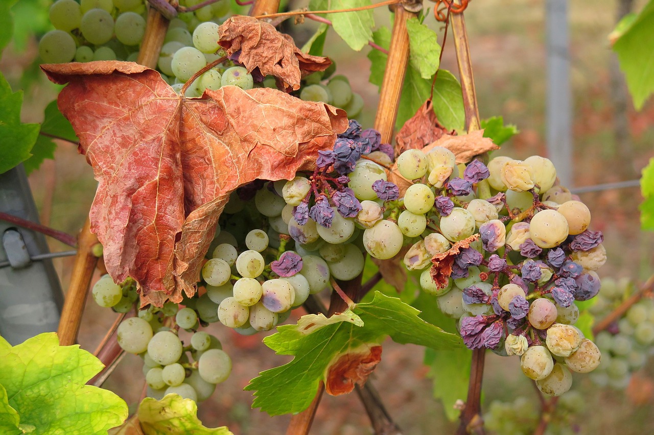 grape  drought  raisin free photo