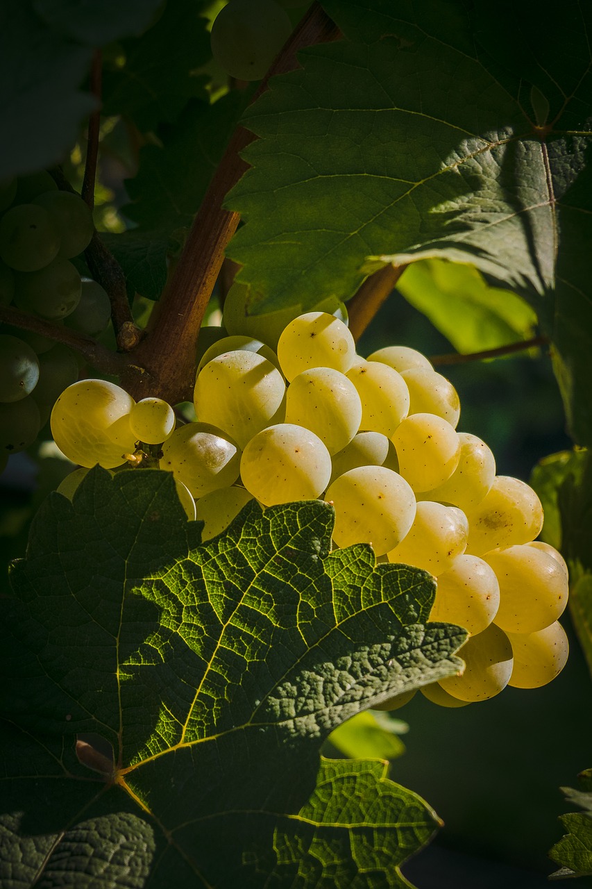 grape  fruit  grapes free photo