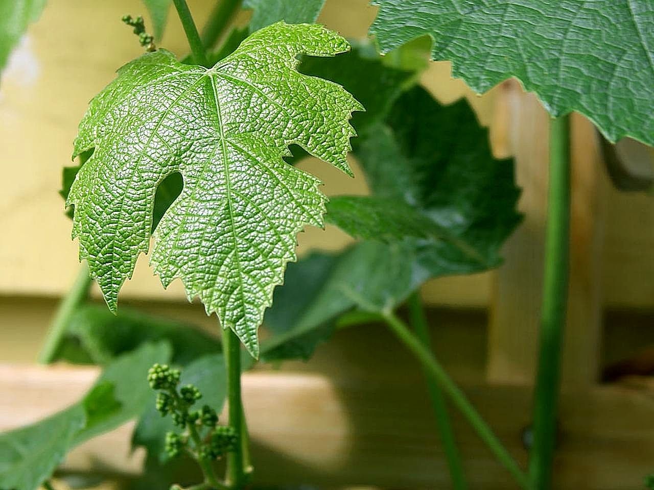 grape green leaves free photo