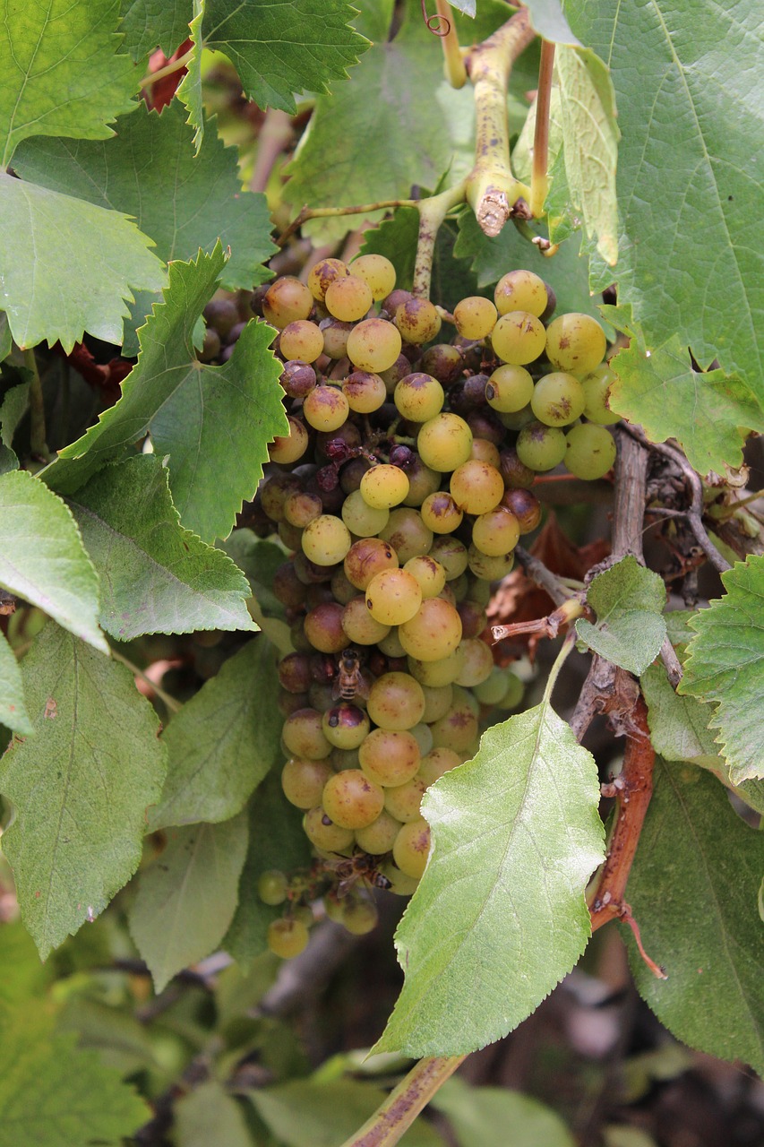 grape  field  landscape free photo