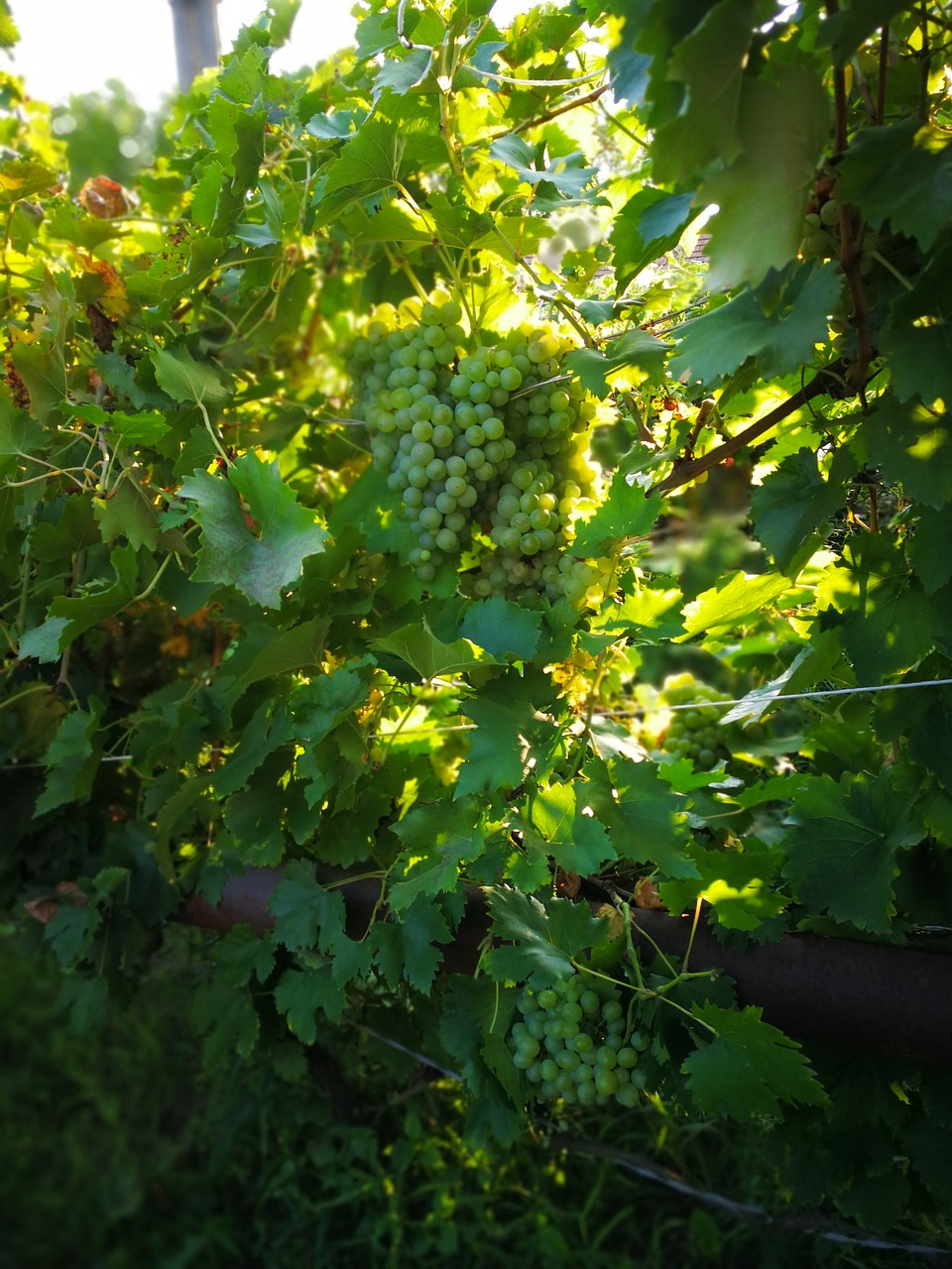 grape  plant  nature free photo