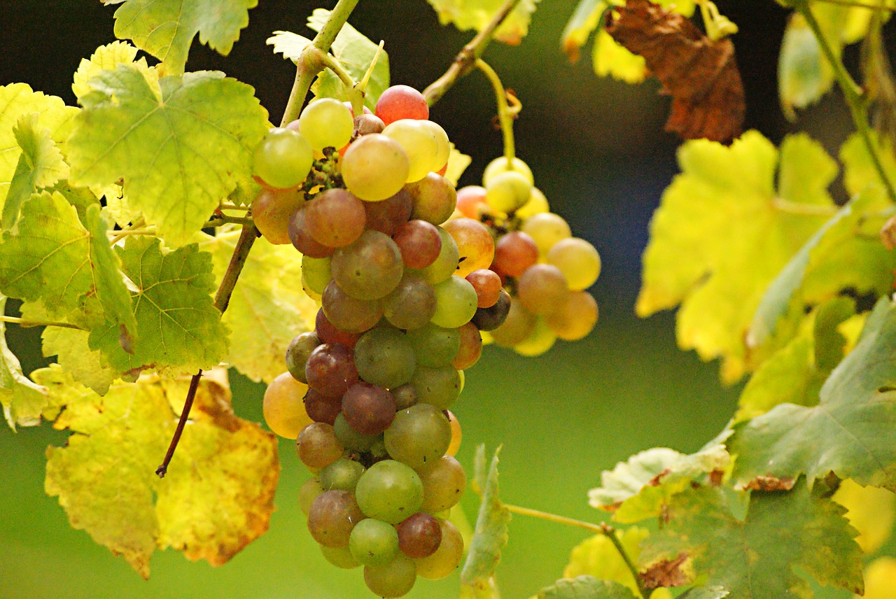 grape vine vineyard free photo