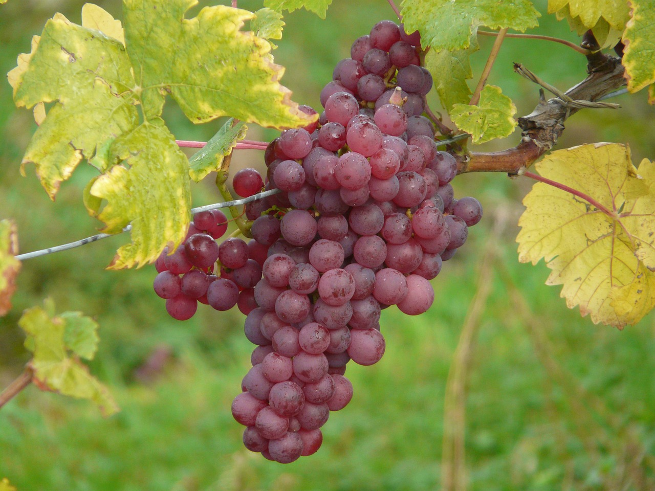 grape grapes plant free photo