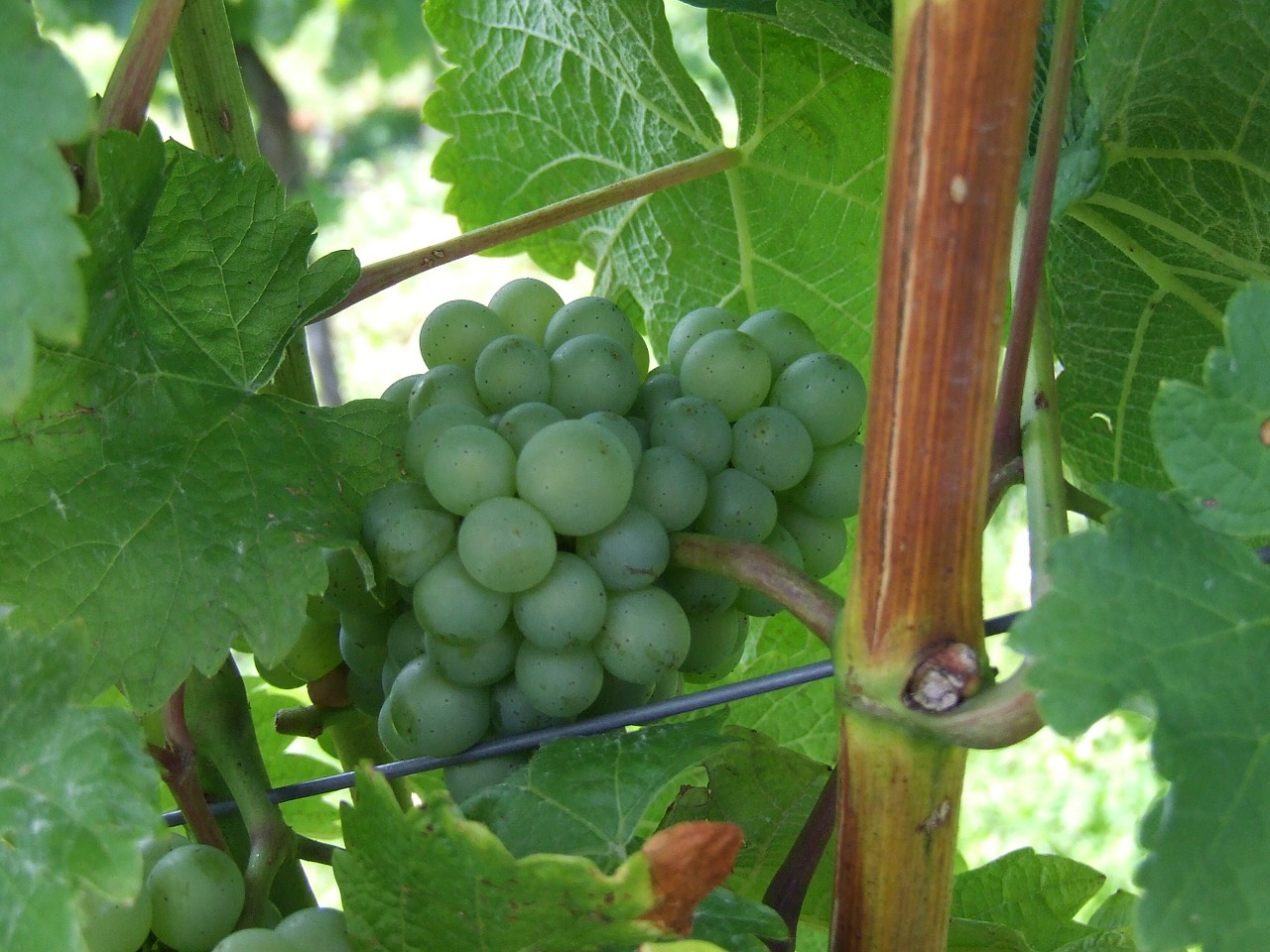 grape read vineyard free photo