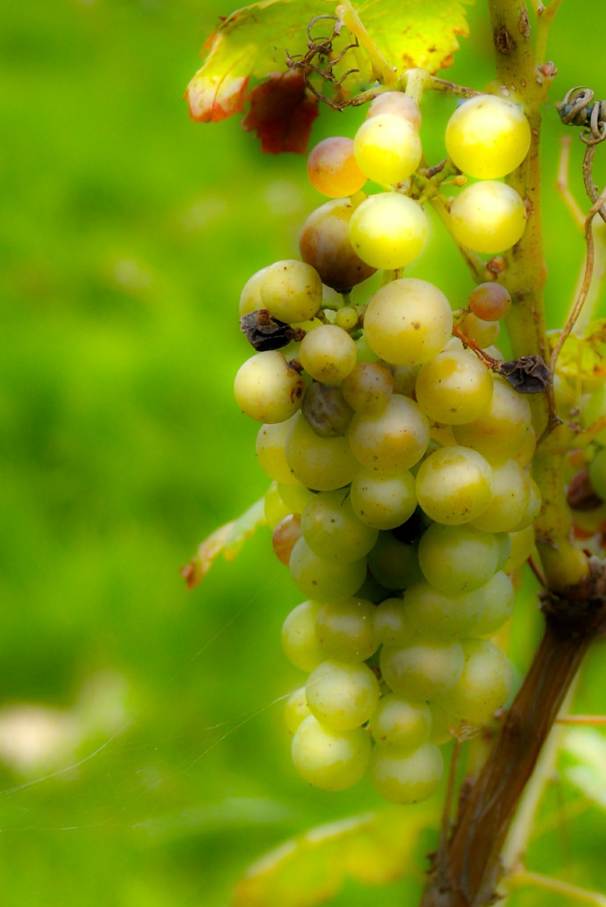 grape sweetness wine free photo