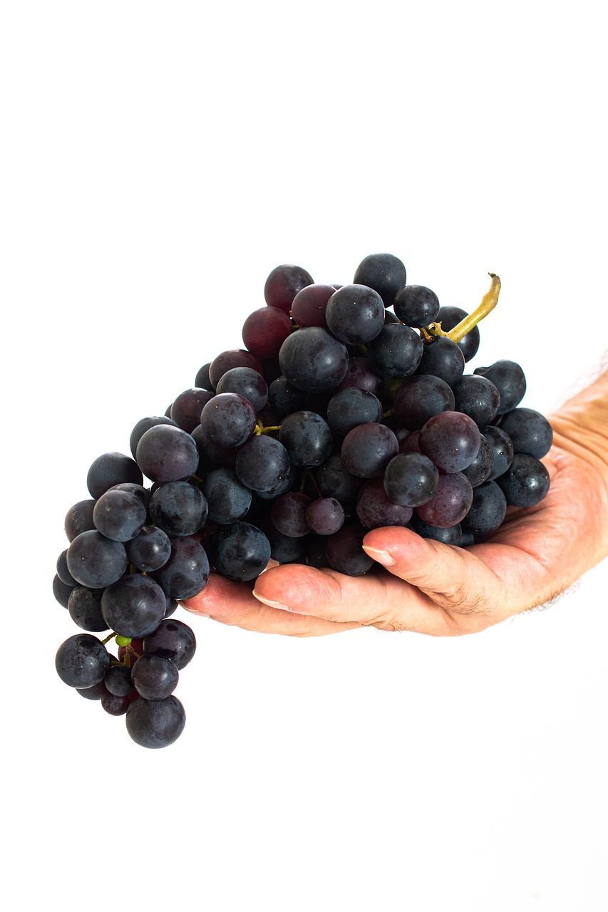 grape  fruit  food free photo