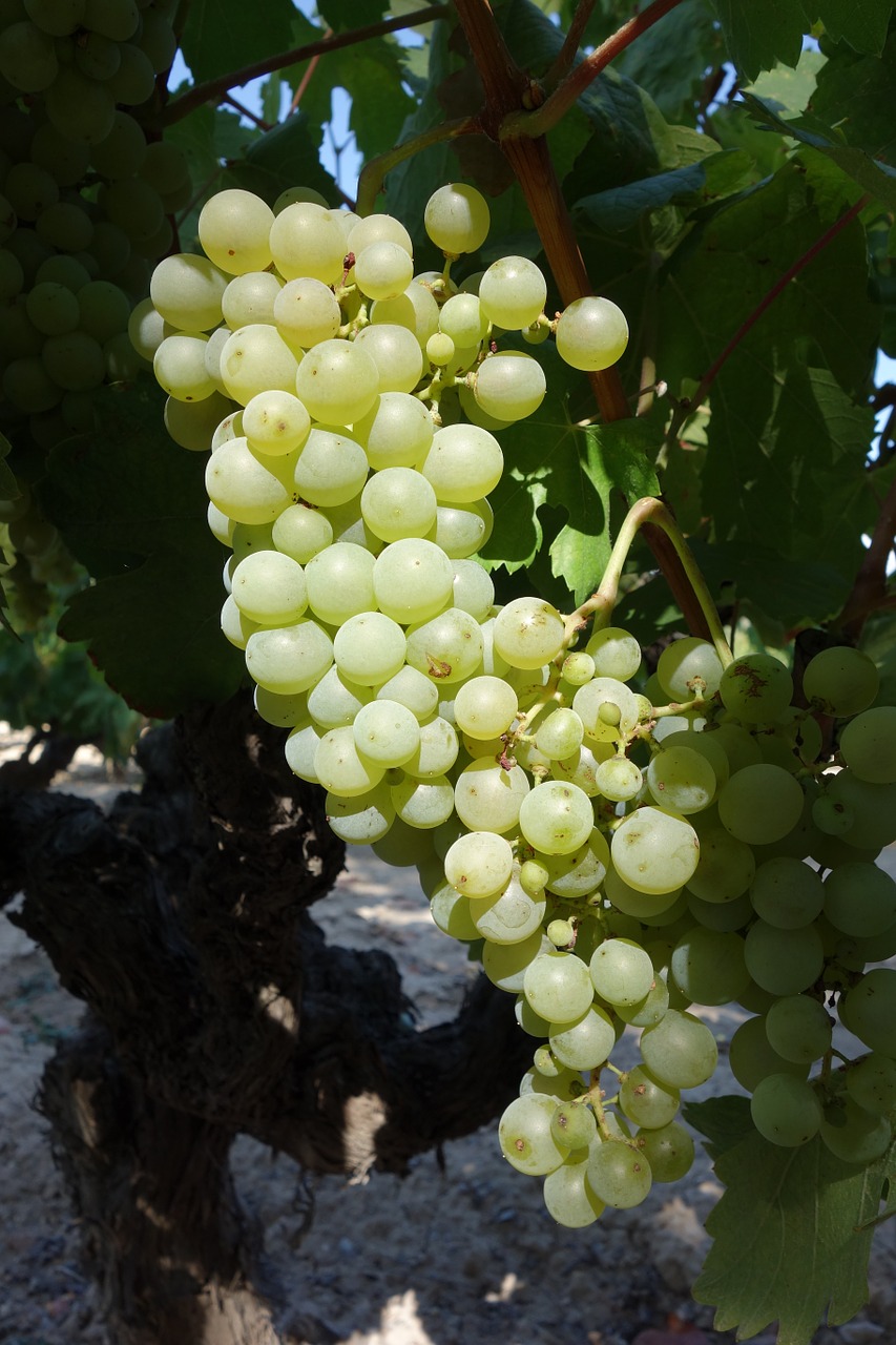 grape cluster vine free photo