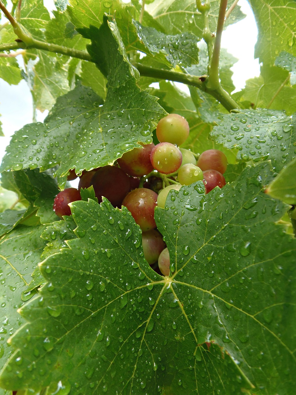 grape cluster leaves free photo